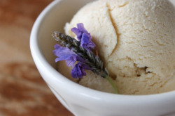timetravellingdiamond:  honey and lavendar ice cream is the nicest thing ever! 