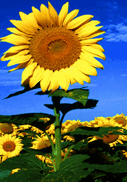 pureblindingcolour:  Source: pureblindingcolour  ‘Sunflower’  