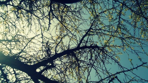 tearsd-o-n-t-fall:  tearsd-o-n-t-fall:  me encanta sacarle fotos a las ramitas junto con el cielo <3  la reblogueo por que me gusta  :( 
