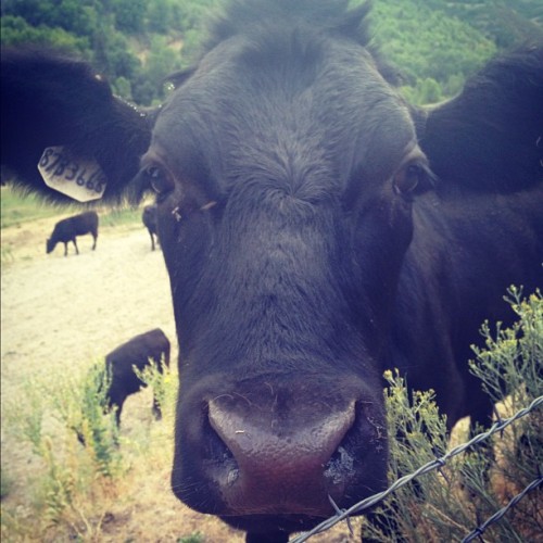 Can I just live on a farm already? #moo #southfork #utah #somuchlove #sundaydrivewithmaline (Taken w