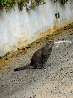 iamhiddlebatched:  staticpoison:  amyystoberr:  While i was in St. Thomas I saw a cat with the craziest eyes on the side of the road. I feel like if there was a cat that could see into the future, it would be this cat.  this cat knows some shit  This