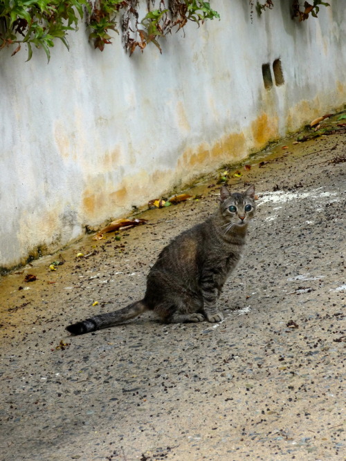 iamhiddlebatched: staticpoison: amyystoberr: While i was in St. Thomas I saw a cat with the craziest