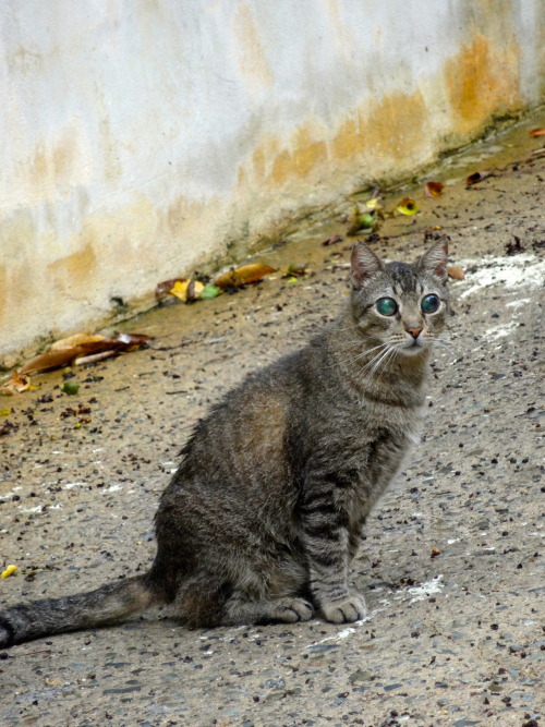 iamhiddlebatched: staticpoison: amyystoberr: While i was in St. Thomas I saw a cat with the craziest