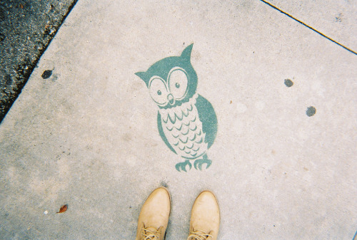 palides:  owl always love you. (by ahhhlicia) adult photos