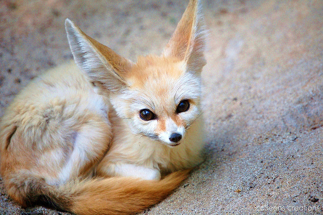 wildnimalsgallery:  Sleeping Beauty awakes…. by Colleens Creations   baby 
