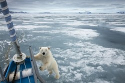 worldlyanimals:  Polar Bear, Norway (Paul Souders) 