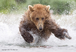 magicalnaturetour:   “The Mighty Grizzly