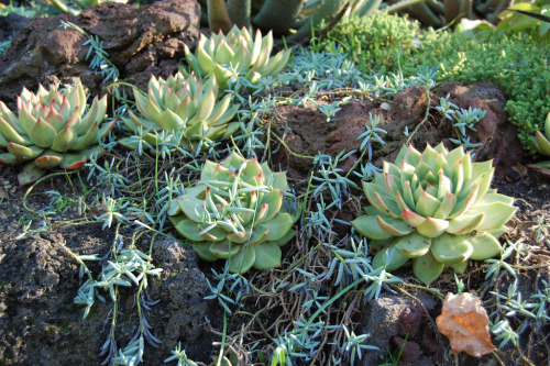 Porn photo flora-file:  Echeveria agavoides (by FarOutFlora)