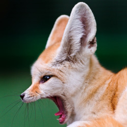 theanimalblog:  Profile of a yawning fennec