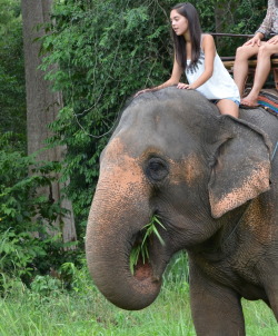 ocean-leaf:  elephant—water:  khao yai, thailand 