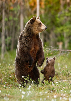magicalnaturetour:  Land of the Midnight Bear by Jules Cox :)