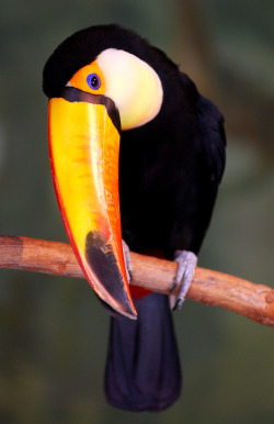 theanimalblog:  Toucan (by floridapfe) 