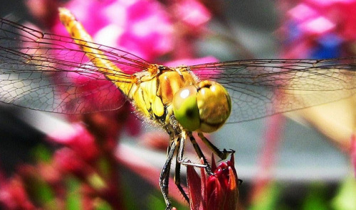 Libelle im Garten, 233 by roba66 on Flickr.