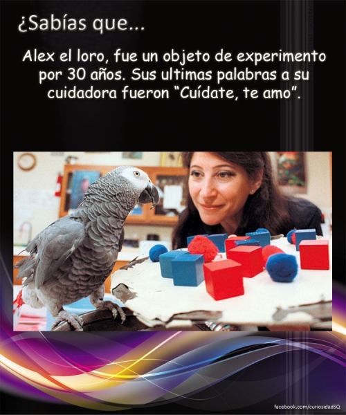 porbuentipo:  