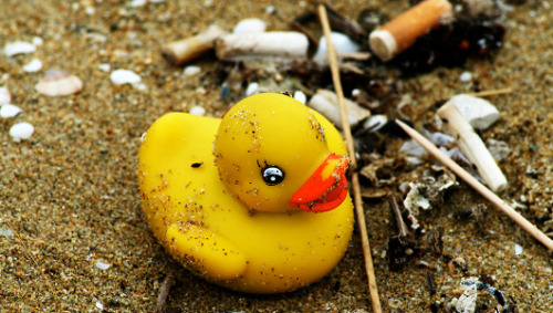 mothernaturenetwork:What can 28,000 rubber duckies lost at sea teach us about our oceans?A shipping 