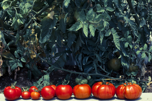 (Bullpen) Farm to table at Petco Park
