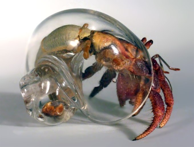 Hermit crab given glass shell
Woob woob woob, woop, woop, woop! (That was meant to be Dr. Zoidberg, explaining defeats the point. Oh well)
Cool pics of a hermit crab scuttling around, and even a video if you follow the link…