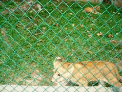 Cachorros de León del zoológico de Caricuao 