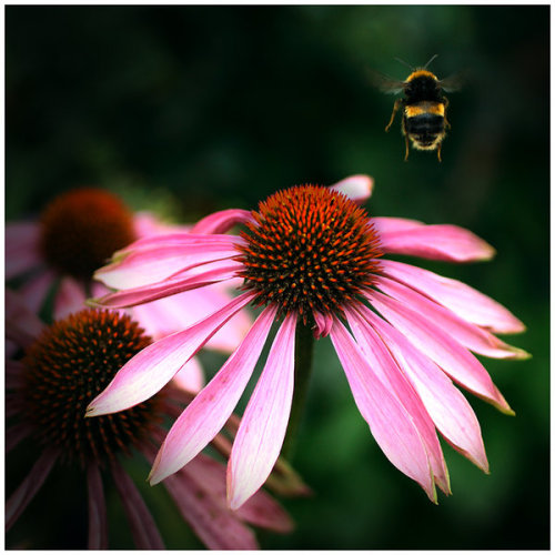 staceythinx:  Macro photographer GreenEyedHarpy doesn’t seem to mind getting close to things that might bite or sting to get her beautiful shots. 