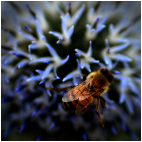 staceythinx:  Macro photographer GreenEyedHarpy doesn’t seem to mind getting close to things that might bite or sting to get her beautiful shots. 