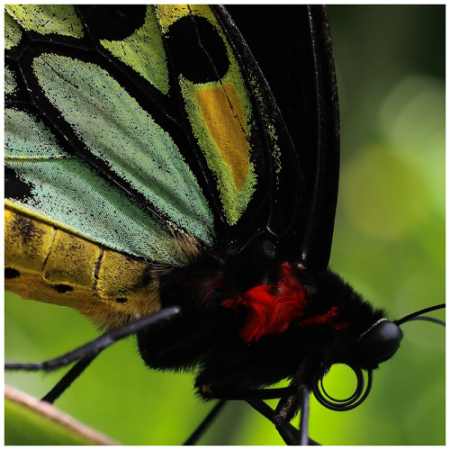 staceythinx:  Macro photographer GreenEyedHarpy doesn’t seem to mind getting close to things that might bite or sting to get her beautiful shots. 