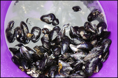 MUSSELS, JULIA CHILD, AND THE MAINE COAST Alright party people, I’ve officially screwed you. I