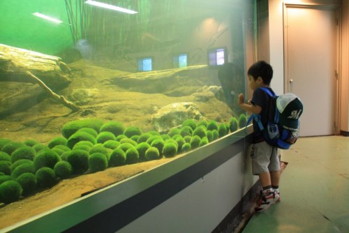 Marimo (毬藻) moss balls are actually a type of algae that grows spherically as it rolls in the water.