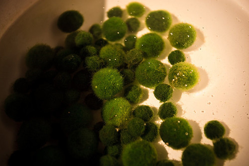 princessoftrance:highselection:Marimo (毬藻) moss balls are actually a type of algae that grows spheri