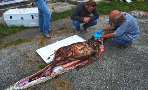 coux:  16 feet long python having a whole adult deer in its stomach captured in Everglades, Florida