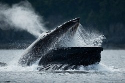 worldlyanimals:  Humpback Whale (Paul Souders) 
