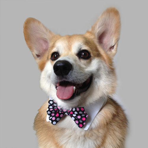 daltondecim8:  queenofdisease:  If this happy bastard doesn’t put a smile on your face, you need to re-evaluate some shit.  I need this collar or whatever it is for Appa.    dawww. Dogs always look so damned happy when their mouths are open when really