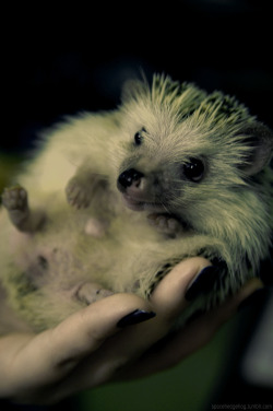 spacehedgie:  I was so pissed of when I first started editing this, but now I feel just fine.I guess we all need our little dose of hedgehogs, right?Nemo doin’ dah modelin’.Pic taken by plamoiete, edited by me. 