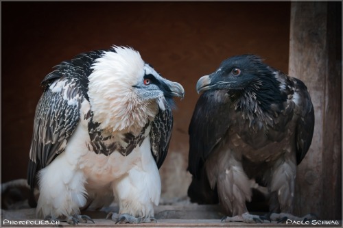 fib:   Gypaète barbu & Fils “Gypaetus barbatus” © Paolo Schwab   that dark vulture looks absolutely convinced that the lighter vulture is a ghost 