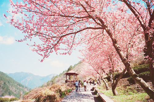 chickabiddy:   Untitled (by fjny)  