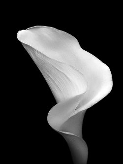 Fabulouslyfreespirited:  &Amp;Ldquo;Black And White Calla&Amp;Rdquo; By Andras120