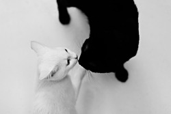 photogenicfelines:  “Yin Yang” (falafelicious)