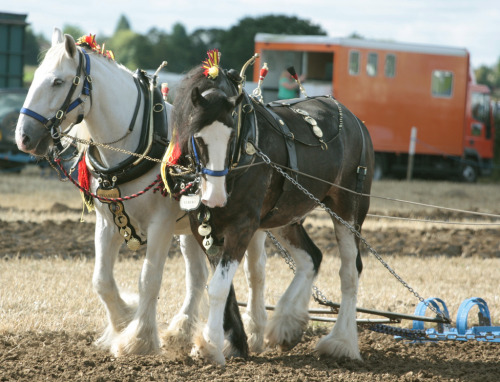 Horse Ploughing (by messy_beast)