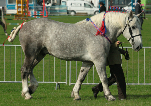 Percheron in Early Morning Light (by messy_beast)