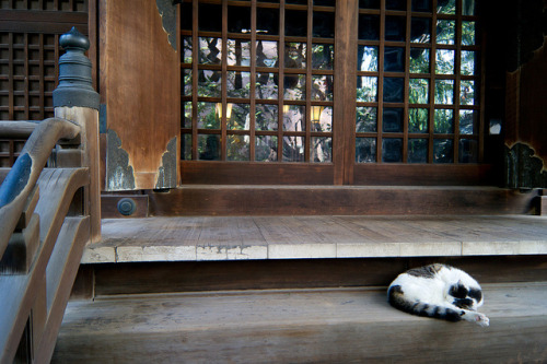 ileftmyheartintokyo:Shinto shrine and cat by Masamitsu on Flickr.