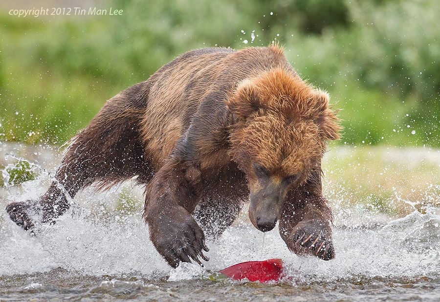 magicalnaturetour:   “4 feet off the ground” by Tin Man:)