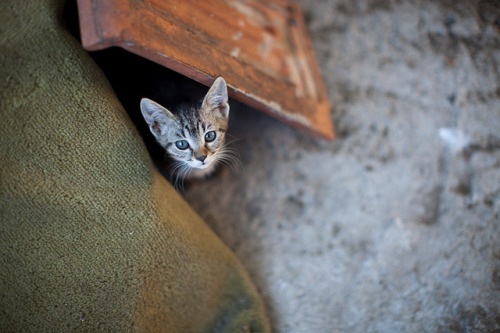 Meow by lilit on Flickr.