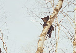 darkshores-deactivated20130421:  Tiny cub Hope dangles from a tree like a teddy bear. After just a couple of months out of the den, black bear cubs must learn to climb trees to escape danger. [x] 