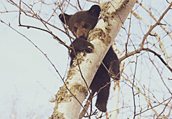 darkshores-deactivated20130421:  Tiny cub Hope dangles from a tree like a teddy bear. After just a couple of months out of the den, black bear cubs must learn to climb trees to escape danger. [x] 