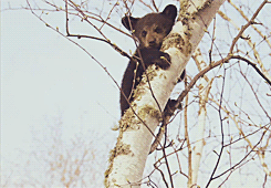 darkshores-deactivated20130421:  Tiny cub Hope dangles from a tree like a teddy bear. After just a couple of months out of the den, black bear cubs must learn to climb trees to escape danger. [x] 