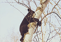 darkshores-deactivated20130421:  Tiny cub Hope dangles from a tree like a teddy bear. After just a couple of months out of the den, black bear cubs must learn to climb trees to escape danger. [x] 