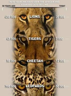 now-im-just-somebody-that:  weeaboo-chan:  crystal-consciousness:  lesbiansandcats:  joshverdi:  modifyourown:  educate yourselves  so sad  3000 tigers are fucking serious. ARE YOU SERIOUS  people need to open their eyes.  quietly cries self to sleep