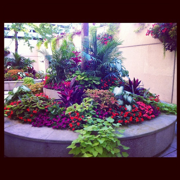 Looks better in person. #myjob #flowers #instaphoto  (Taken with Instagram)