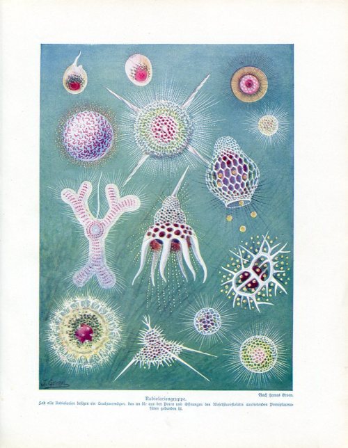 featherandmoss: Radiolaria, c1900.