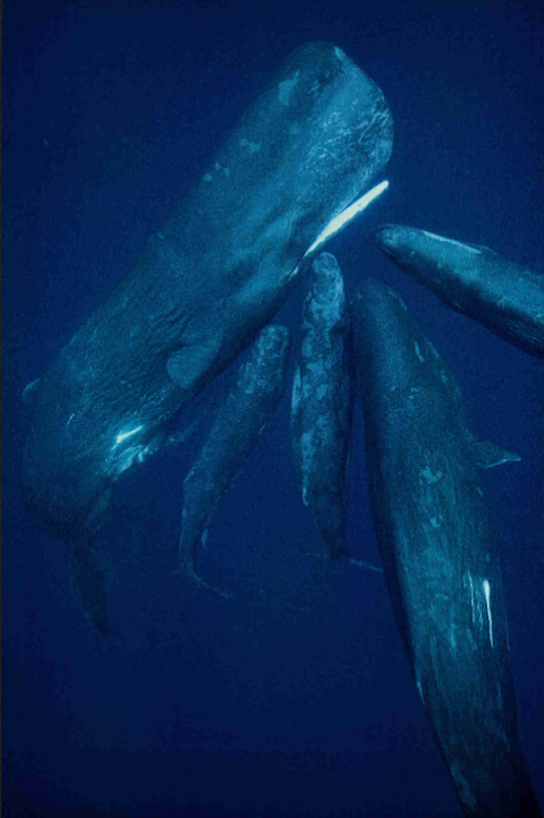 The Realism of the Elusive Sperm Whale, by Hal Whitehead, photographs by Flip Nicklin, National Geog