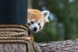 earthandanimals:  Red Panda! The cutest animal